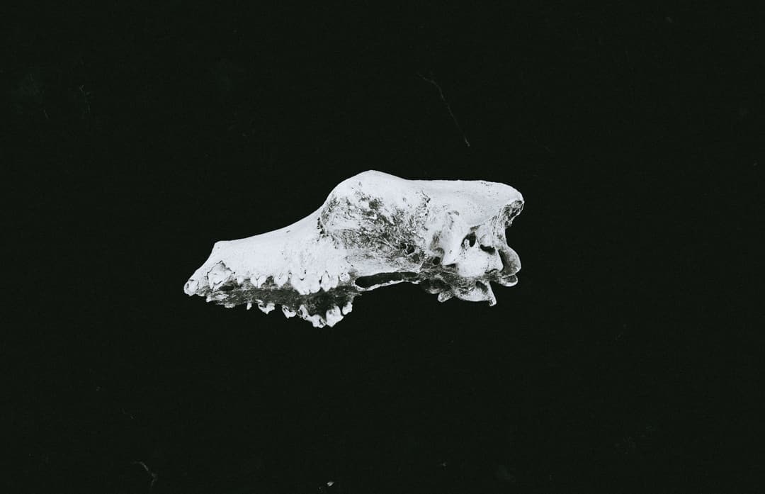 DISINTEGRATE - black, black and white, close up - photograph 1 of 5 by Marco Meyer, 2022