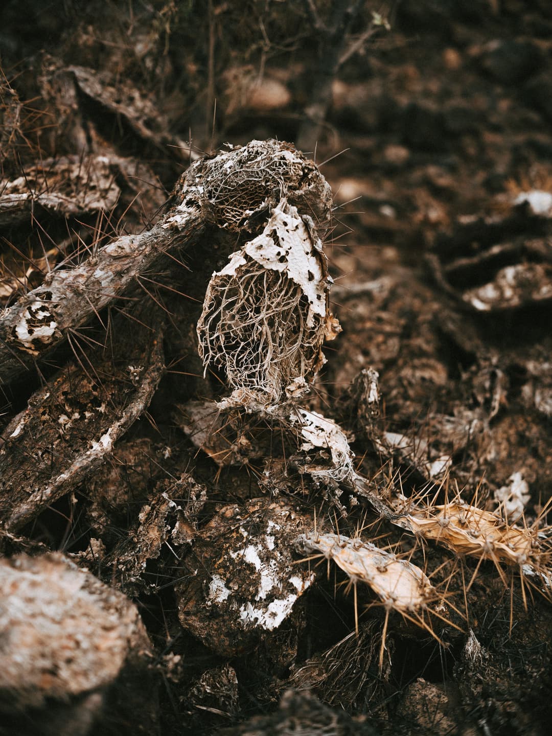 DISINTEGRATE - black, black and white, close up - photograph 3 of 5 by Marco Meyer, 2022