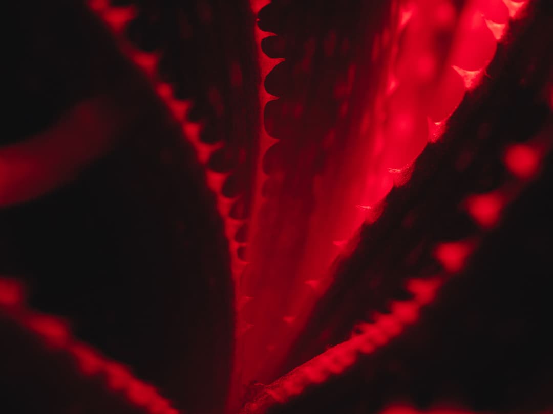 MACRO - fujifilm, lightroom, macro - photograph 5 of 8 by Marco Meyer, 2022