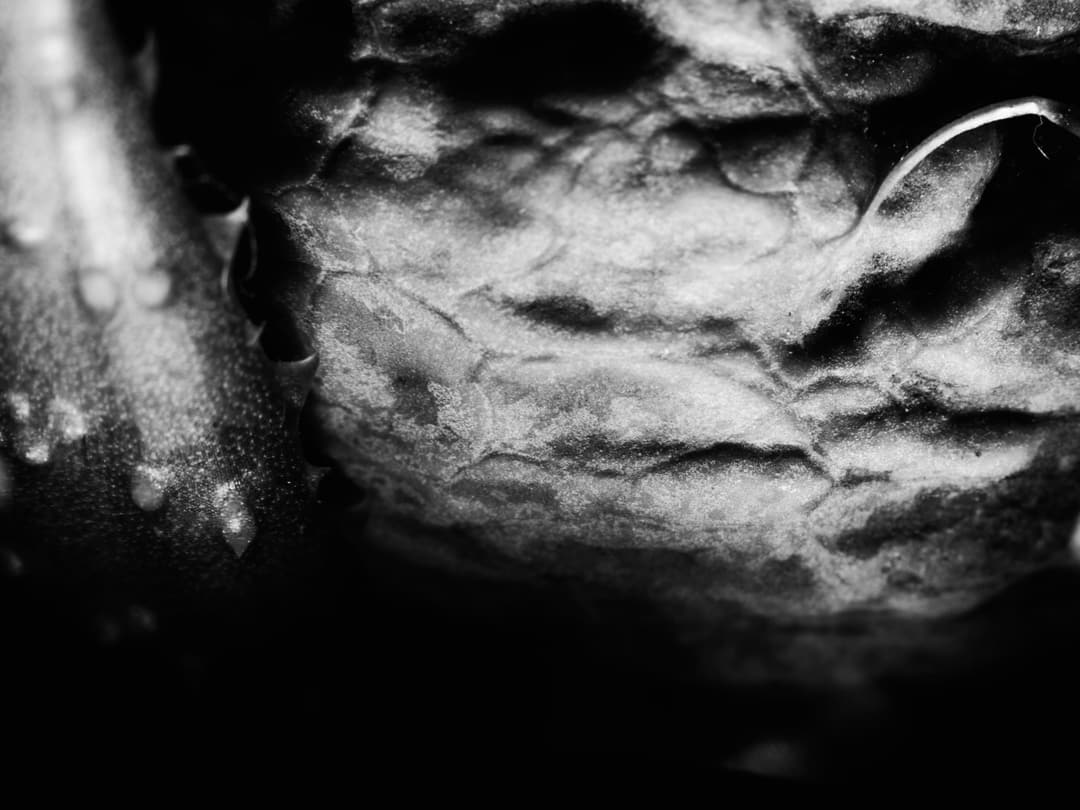 MACRO - fujifilm, lightroom, macro - photograph 6 of 8 by Marco Meyer, 2022