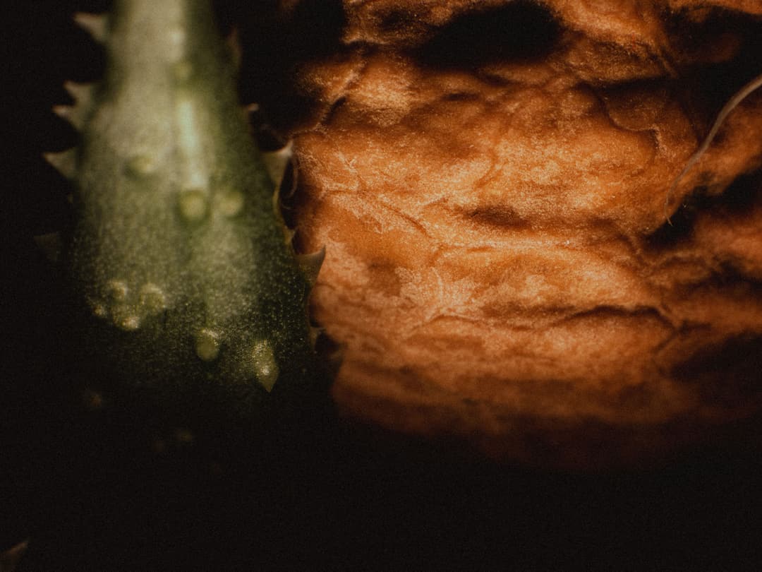 MACRO - fujifilm, lightroom, macro - photograph 8 of 8 by Marco Meyer, 2022
