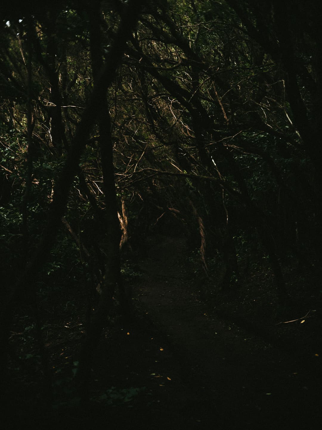 WALK THROUGH THE WOODS - adventure, forest, fujifilm - photograph 2 of 9 by Marco Meyer, 2022