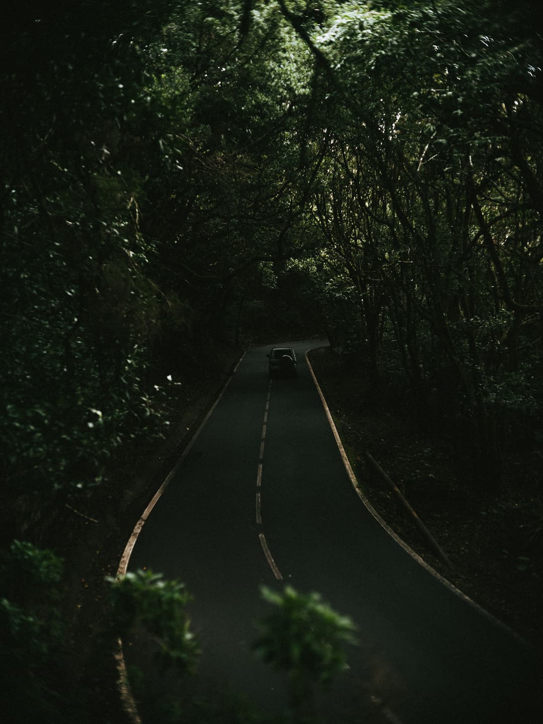 WALK THROUGH THE WOODS - adventure, forest, fujifilm - photograph 3 of 9 by Marco Meyer, 2022