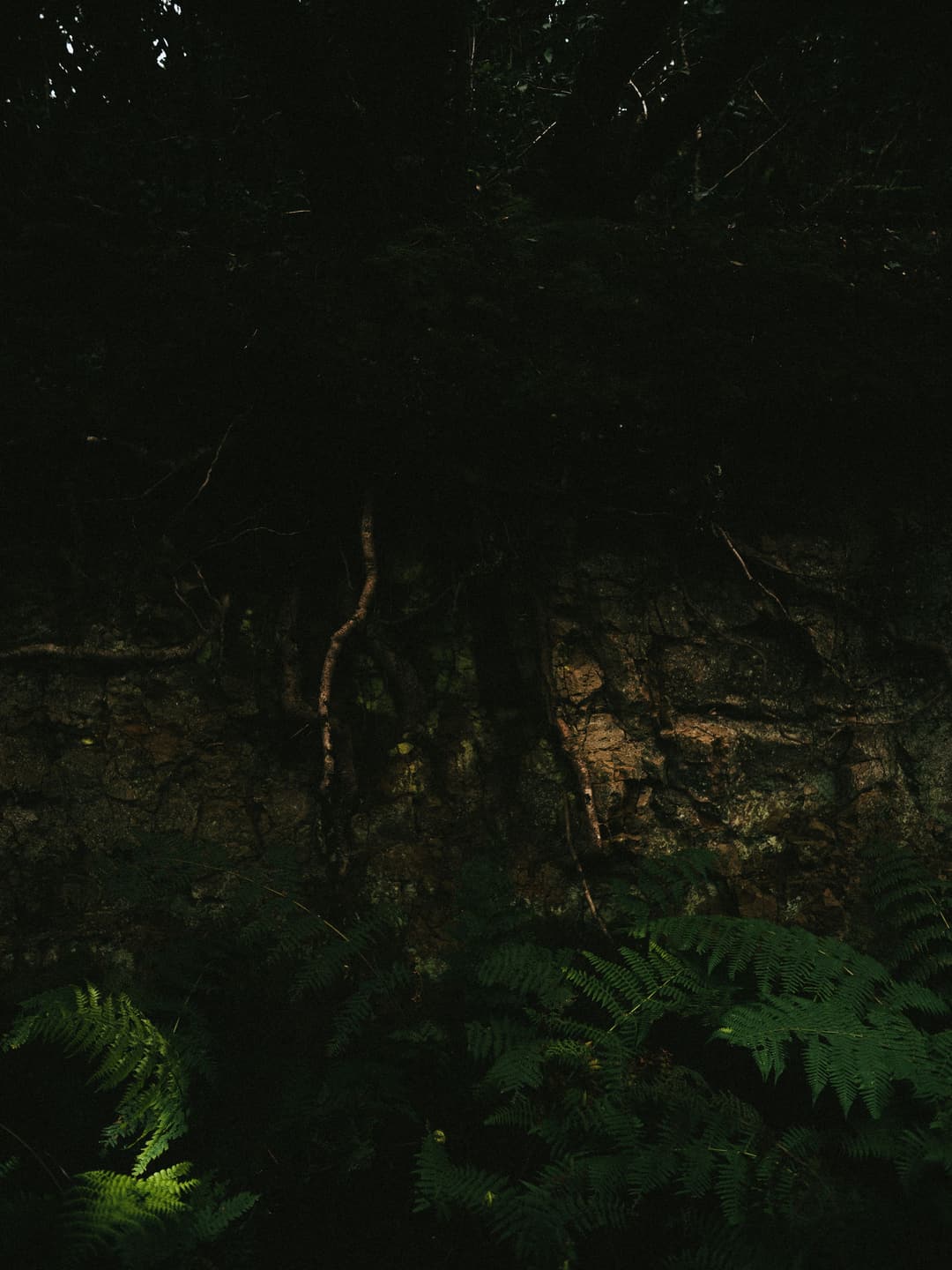 WALK THROUGH THE WOODS - adventure, forest, fujifilm - photograph 4 of 9 by Marco Meyer, 2022