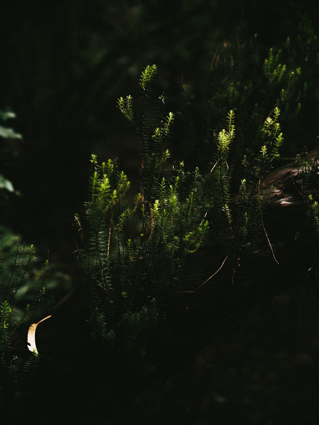 WALK THROUGH THE WOODS - adventure, forest, fujifilm - photograph 6 of 9 by Marco Meyer, 2022