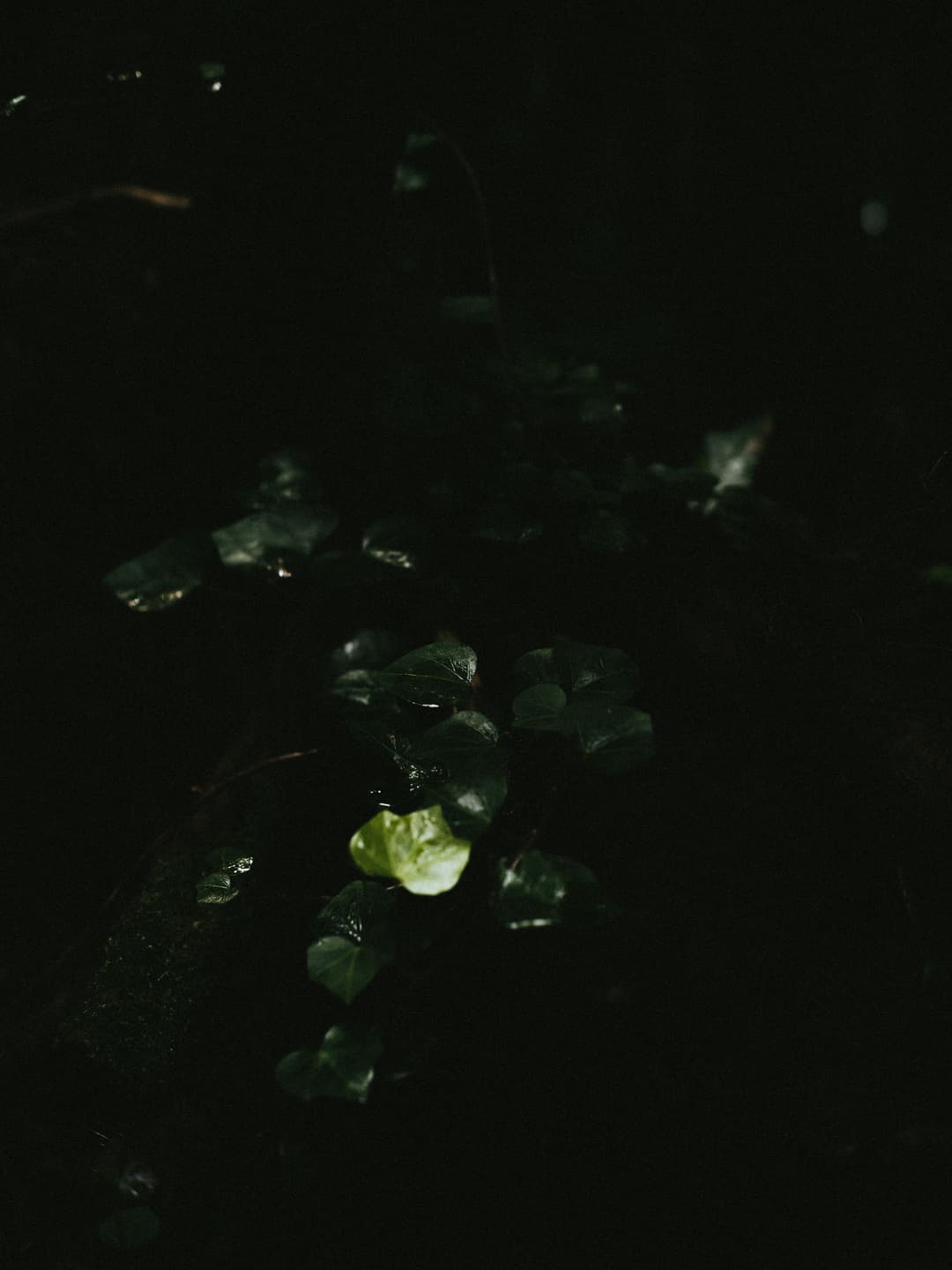 WALK THROUGH THE WOODS - adventure, forest, fujifilm - photograph 8 of 9 by Marco Meyer, 2022